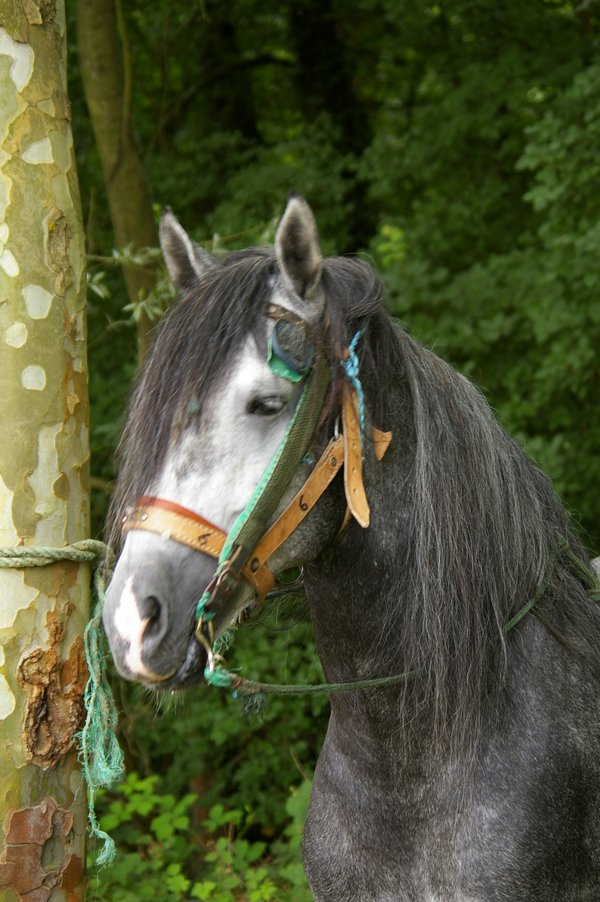 Les chevaux marocains: Les Chevaux Marocains 001